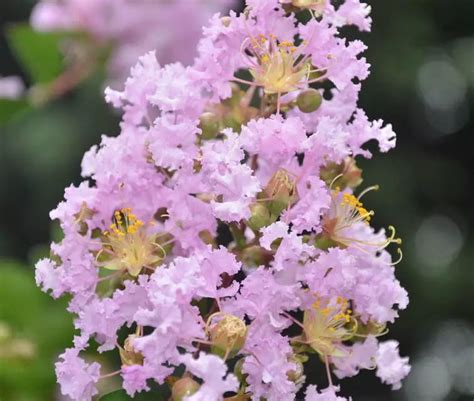 和氏壁 紫薇花种植